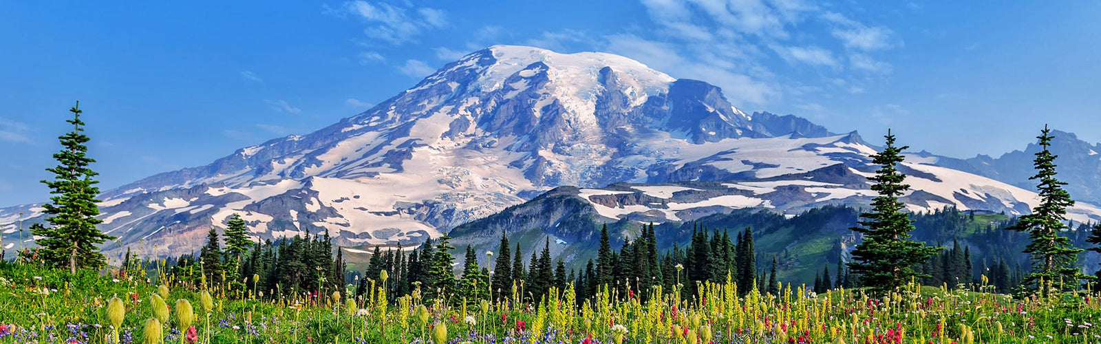 https://www.mcgovernandcompany.com/cdn/shop/collections/Mount_Rainier_National_Park.jpg?v=1574288088