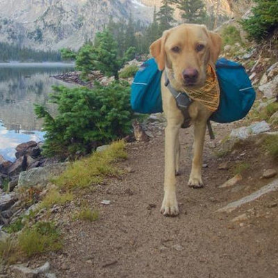 Bark Ranger Desert Survival Bandana